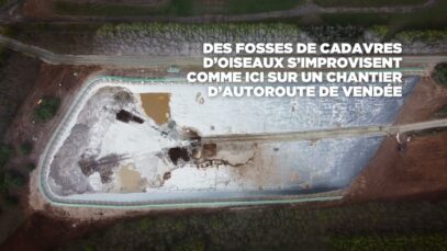 Des millions de cadavres d’oiseaux d’élevage enterrés dans un chantier d’autoroute