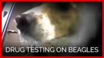 Drug Testing on Beagles
