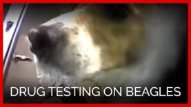 Drug Testing on Beagles