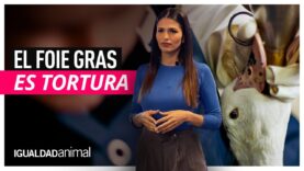 El FOIE GRAS es TORTURA | SARA SÁLAMO se une a Igualdad Animal para poner fin a este MALTRATO ANIMAL