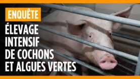 Élevage intensif   souffrance des cochons et algues vertes