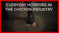 Embryos Stepped on & More: Everyday Horrors in the Chicken Industry