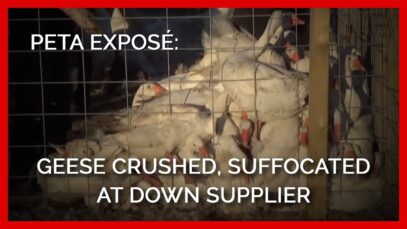 Geese Filmed Still Flapping Wings While Bleeding Out for Down