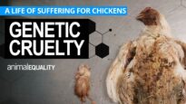 Genetic Cruelty: Investigation reveals a life of suffering for factory-farmed chickens