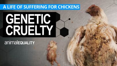 Genetic Cruelty: Investigation reveals a life of suffering for factory-farmed chickens