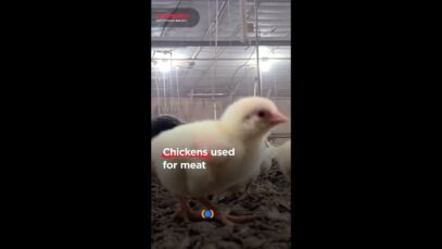 Hidden-Camera Footage From Mercy for Animals