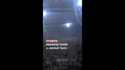 Imagine stepping inside a chicken farm…