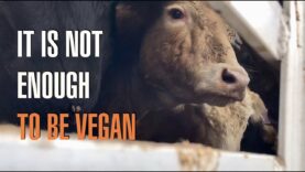 It Is Not Enough To Be Vegan!