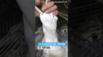 La ALIMENTACIÓN FORZADA ES TORTURA | El MALTRATO ANIMAL tras la producción de FOIE GRAS