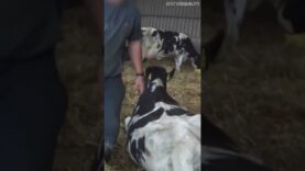 Mucche e i vitelli picchiati in un allevamento del Regno Unito