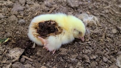 New Footage: Birds Left to Suffer at Contract Farm for ALDI Chicken Supplier