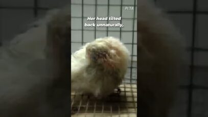 PetSmart Supplier Denies Vet Care to Sick, Suffering Angel