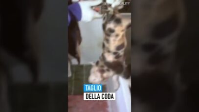 Queste pratiche sono routinarie negli allevamenti di maiali