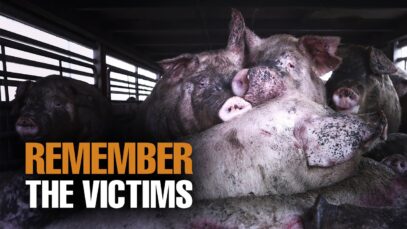 Remember The Victims: The true cost of “bacon”