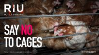 RIU Hotels & Resorts: Adopt a Cage-Free Policy to Eliminate Cages Worldwide