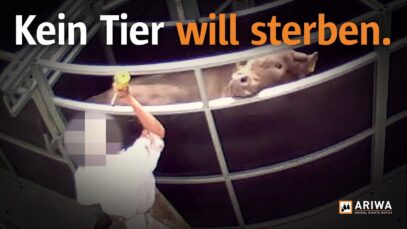 Schlachthäuser schließen