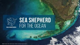 Sea Shepherd Global: For The Ocean