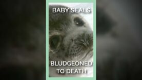 Seals Shot & Bludgeoned With Canadian Government’s Support