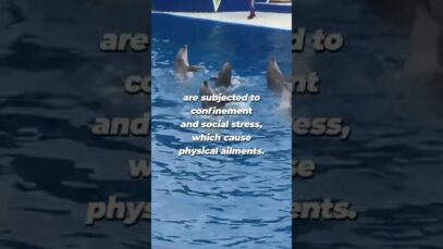 SeaWorld's Sexual Abuse of Dolphins Exposed