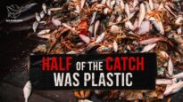 Shocking Discovery in Fishing Nets: Half of the Catch was Plastic Bags