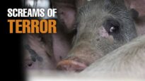 The Last Goodbye: Animal Cruelty Exposed