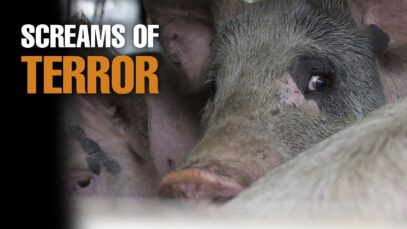 The Last Goodbye: Animal Cruelty Exposed