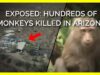 University Breeding Facility Exposed For Killing Hundreds of Monkeys