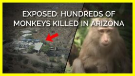 University Breeding Facility Exposed For Killing Hundreds of Monkeys