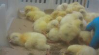 2013: COK Video Uncovers Cruelty inside "Humane" Hatchery