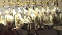 30-second clip: Chicken slaughter