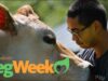 5 Minutes That Could Change Your Life - Animal Outlook's VegWeek