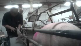 Animal Outlook Investigates: Cruelty Exposed at Iowa Factory Farm and Hormel Supplier