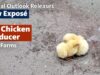 Animal Outlook Releases New Exposé of Top Chicken Producer Case Farms