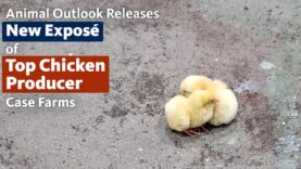 Animal Outlook Releases New Exposé of Top Chicken Producer Case Farms