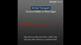 Animal Transport: Torture Hidden in Plain Sight Audio