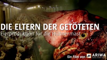 ARIWA – Die Eltern der Getöteten / Eierproduktion für die Hühnermast