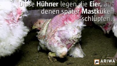 ARIWA – Elterntierfarmen für die Hühnermast