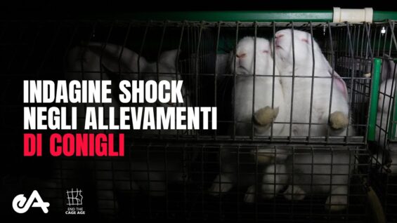 BASTA GABBIE: indagine negli allevamenti di conigli in Italia