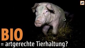 BIO = artgerechte Tierhaltung? // Animal Rights Watch