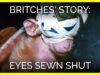 Britches' Story: Eyes Sewn Shut