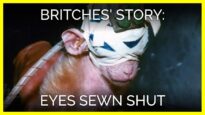 Britches' Story: Eyes Sewn Shut
