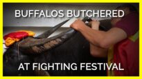 Buffaloes Butchered at Vietnamese Fighting Festival
