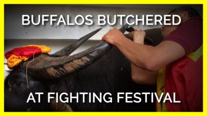 Buffaloes Butchered at Vietnamese Fighting Festival