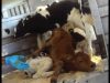 COK Investigation Reveals Shocking Abuse to Calves