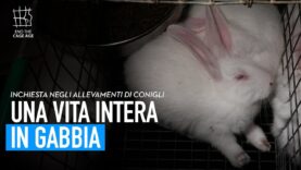 Come vivono i conigli allevati in Europa? Una vita intera in gabbia