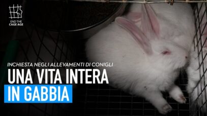 Come vivono i conigli allevati in Europa? Una vita intera in gabbia
