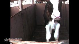 Compassion Over Killing – A glimpse inside CA's dairy industry