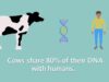Cow Fast Facts