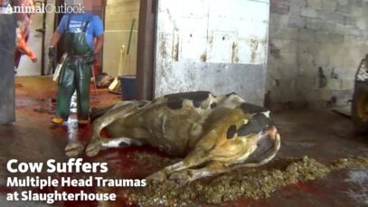 Cow, Unable to Walk, Suffers Through Multiple Head Traumas at Slaughterhouse
