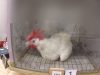 Cruel Chicken-Killing Experiments Funded by Poultry Industry – Uncovered by Animal Outlook